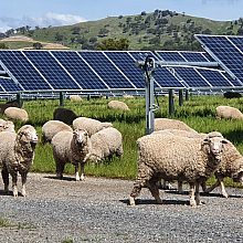 Australian Guide to Agrisolar for Large-Scale Solar | Clean Energy Council
